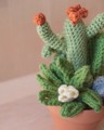 Picture of Crochet Garden with 5 Succulents & Cactuses in Large Terracotta Pot