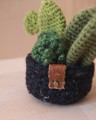 Picture of Small Green Crochet Garden with 3 Succulents & Cactuses in a Pot