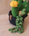 Picture of Large Crochet Garden with 6 Succulents & Cactuses in Black Pot